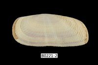 藏品(岐紋毛蟶)的圖片